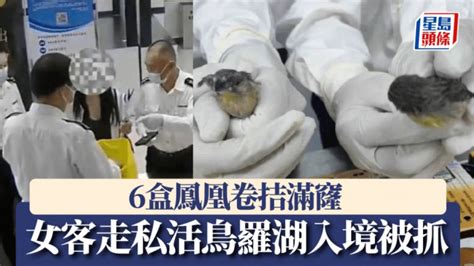 鳳凰是什麼鳥|鳳凰卷盒內藏60隻活鳥 女客羅湖闖關斷正 